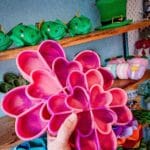 Shamrock slowfeeder in kleur roze en paars