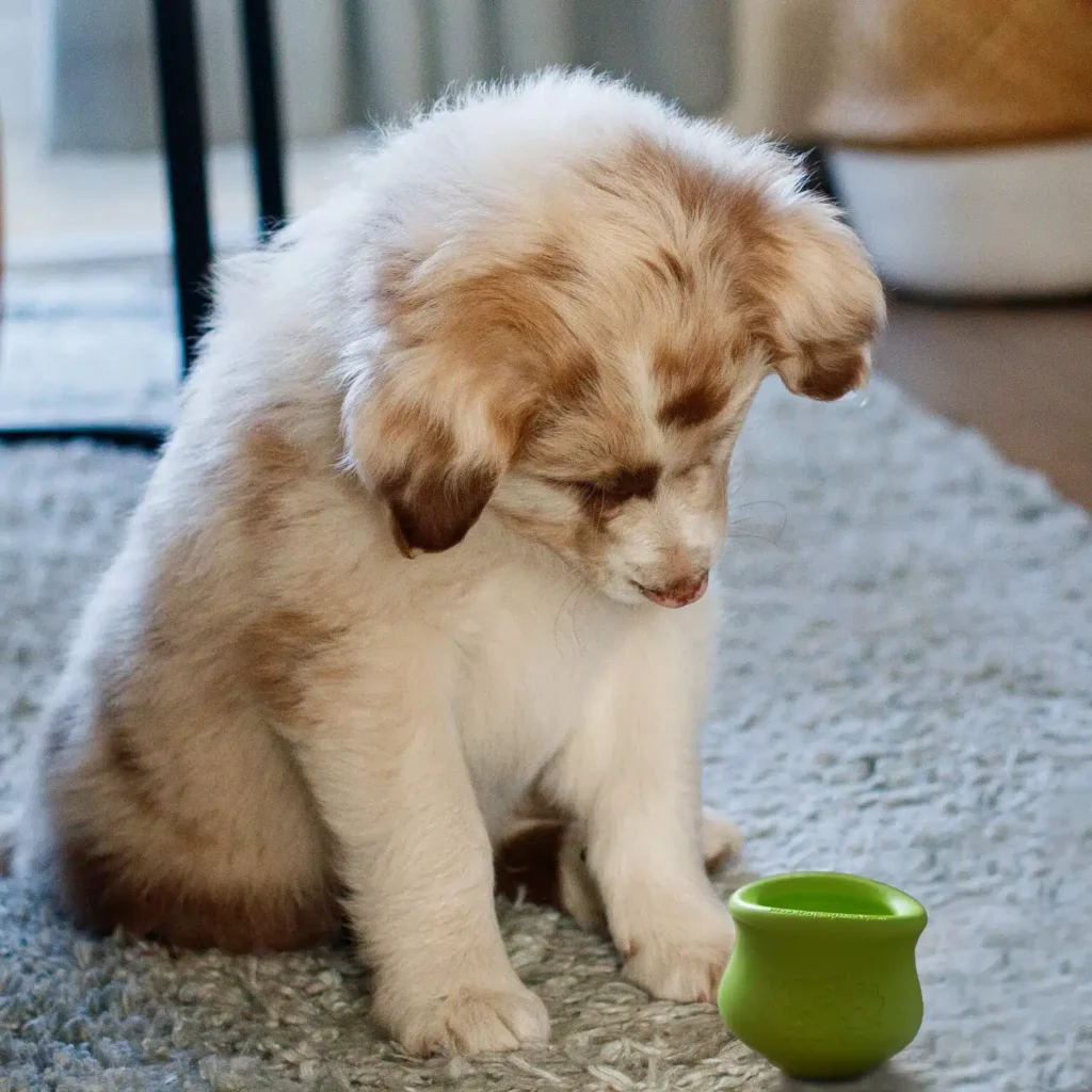 Voerverrijking voor pups - pup met topl