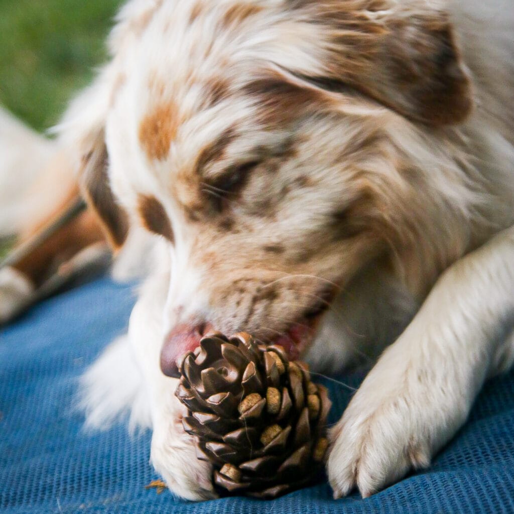 Hond onderzoekt een dennenappel als natuurlijke vorm van mentale verrijking