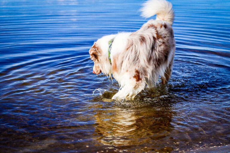 Hond speelt in ondiep water als vorm van mentale verrijking en ontspanning