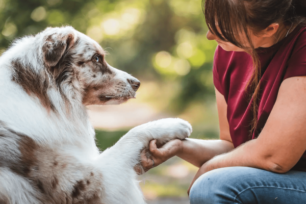 Keuzevrijheid bij honden